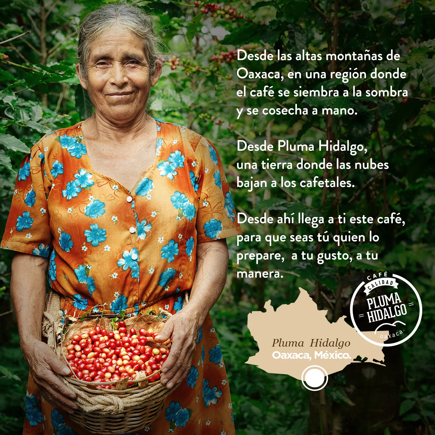 Café en grano tueste francés, calidad Pluma Hidalgo Oaxaca - Image 3